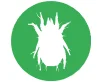 flour mite