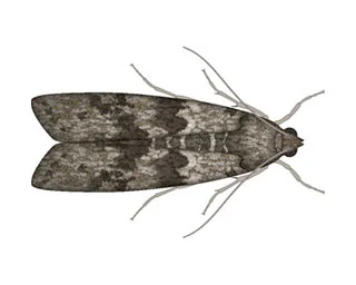 flour moth