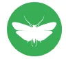 flour moths
