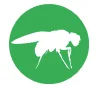 fruit flies