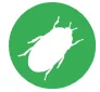 fur beetle