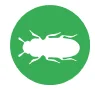 furniture beetle