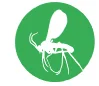 gnats