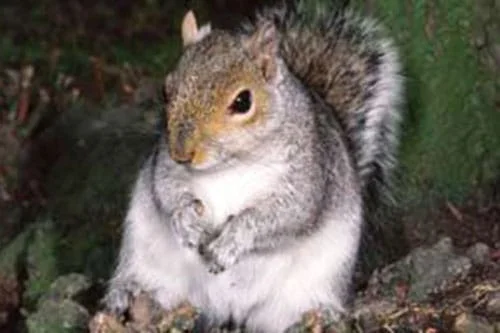 grey squirrels