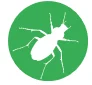ground beetle