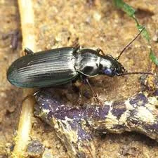 ground bettle