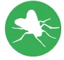 house fly
