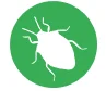 longhorn beetle