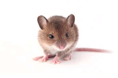 mice 2