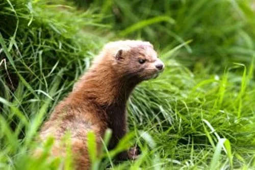 mink