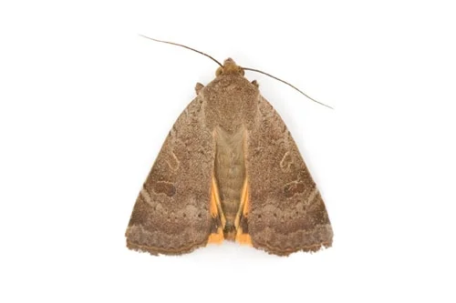 moths 1