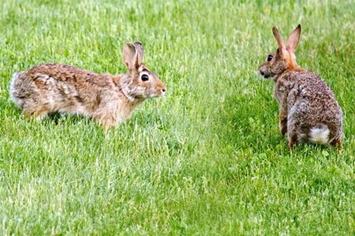 rabbits