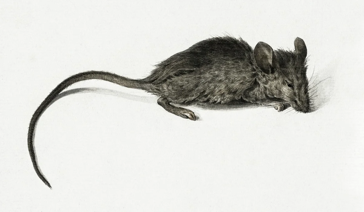 rat 1