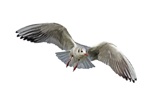 seagull