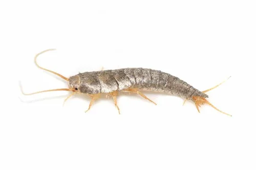 silverfish