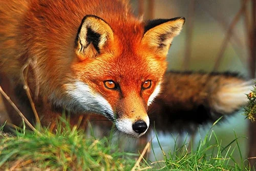 urban foxes