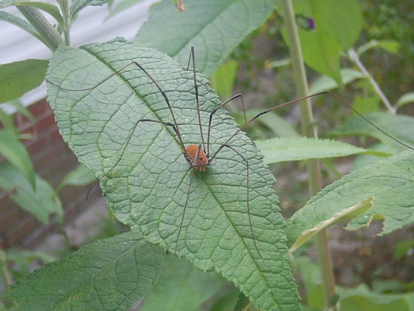 A daddy long leg aka harvestman spider on a leaf