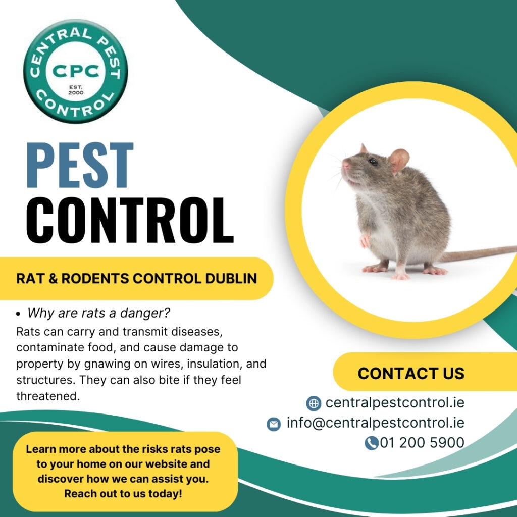 Once a Rodent has got itself comfortable in your home, they will unlikely go away without intervention.