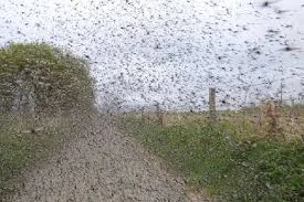 Midges Swarm