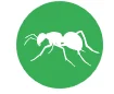 Pharoahs Ants