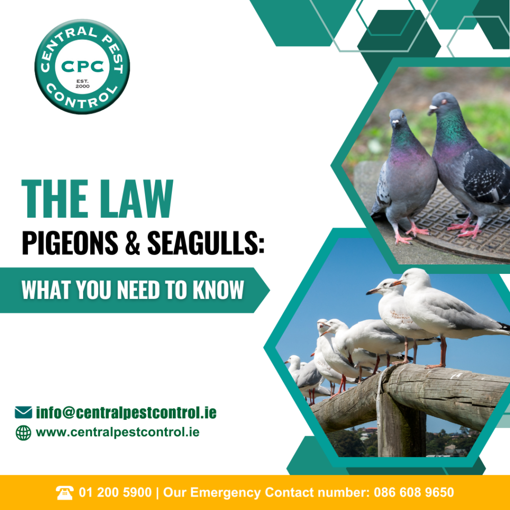 The Law - Pigeons & Seagulls: What You Need to Know