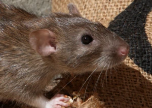 Rats-and-Mice.