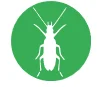 Wharf Borer