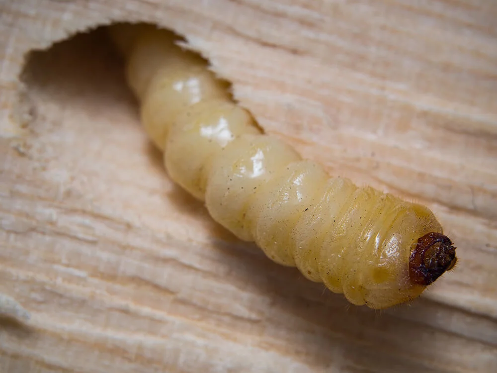 Woodworm treatment by Pest Net