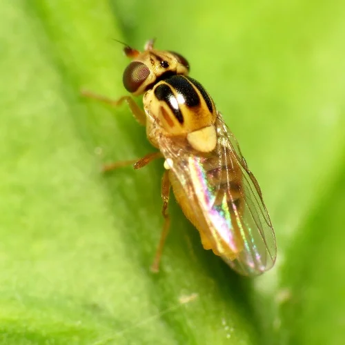 Yellow Swarming Fly 1