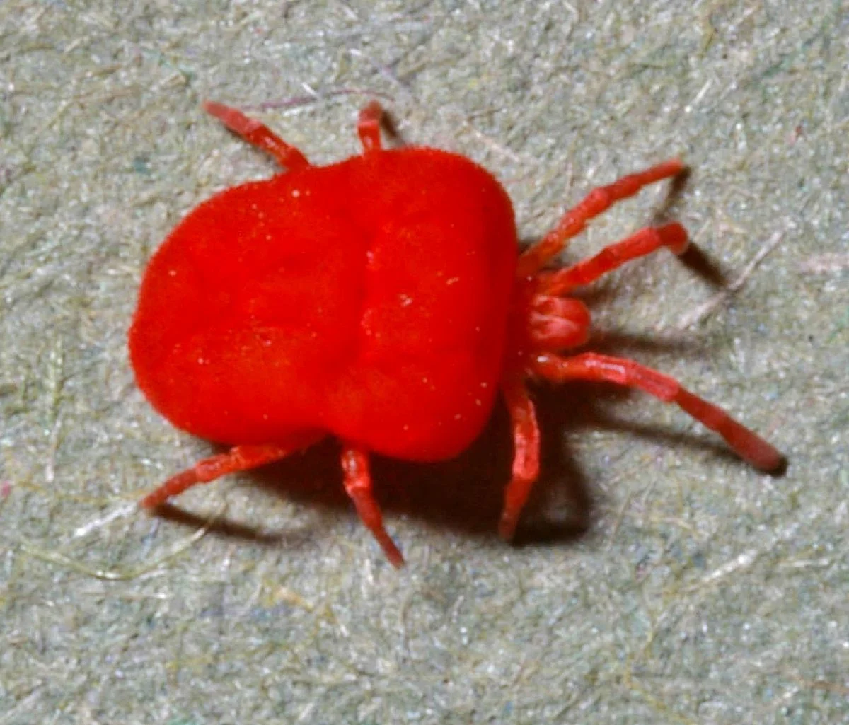 harvest mites