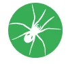 harvestmen spider