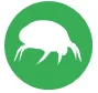 house dust mite
