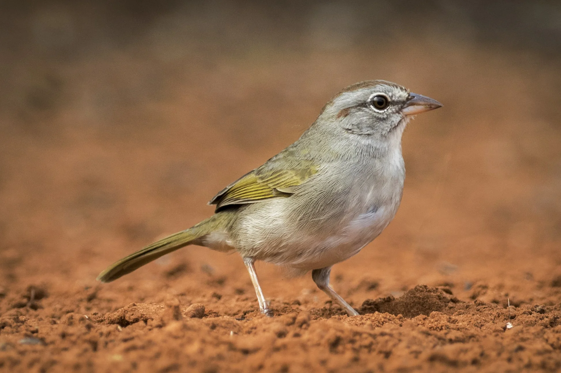 image from rawpixel id 426976 original min 1