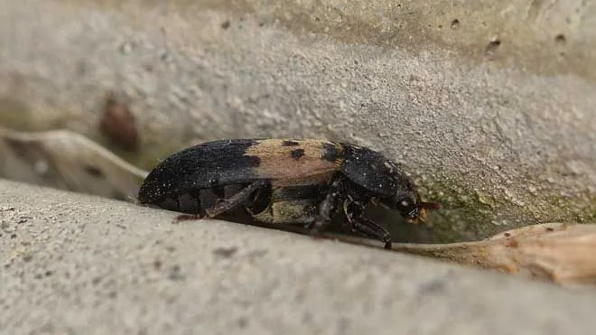 larder beetle