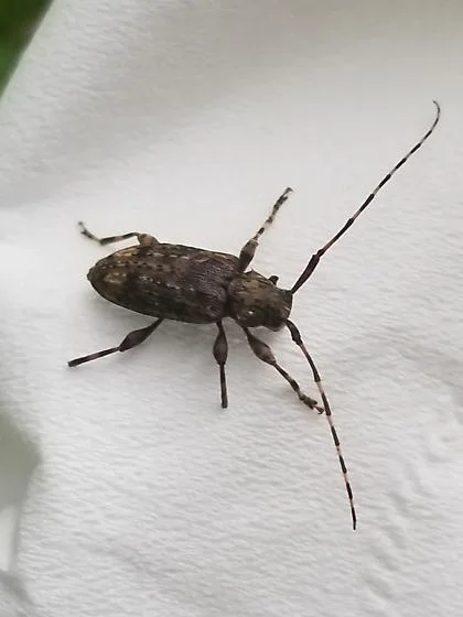 long horn beetle