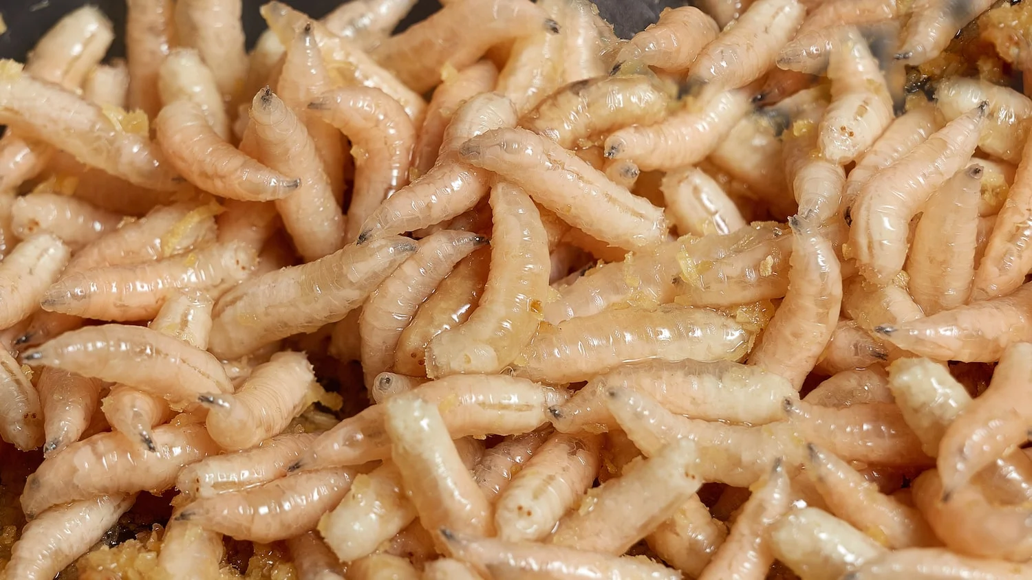 maggots min