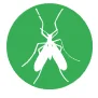 midges