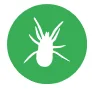 mites