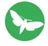moths