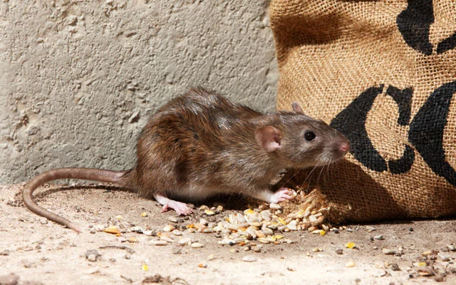 pest guide rats