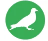 pigeons