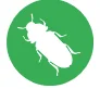 plaster beetle