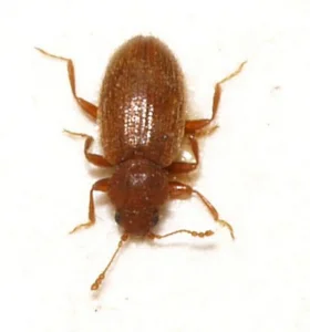 plater beetle