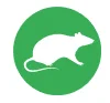 rats 1