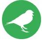 sparrow