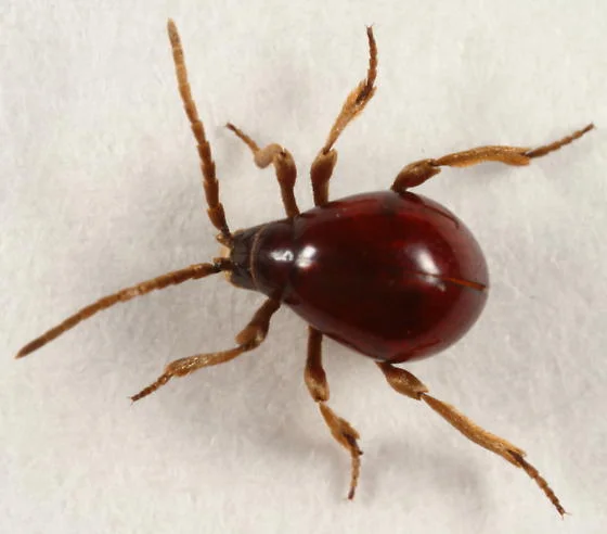 spider beetle