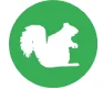 squirels