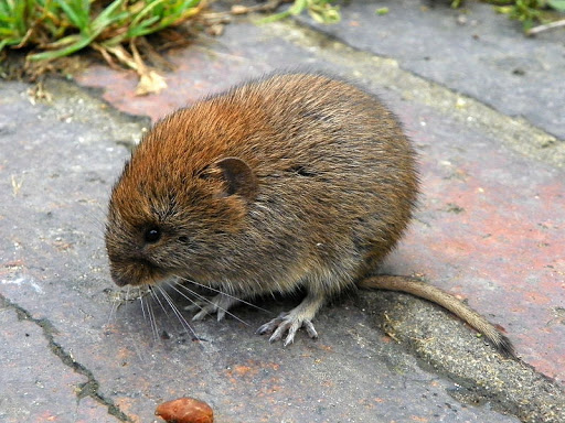 Voles (Myodes glareolus)