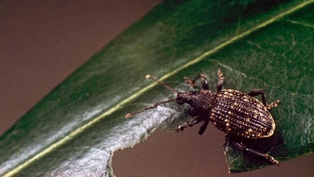weevil