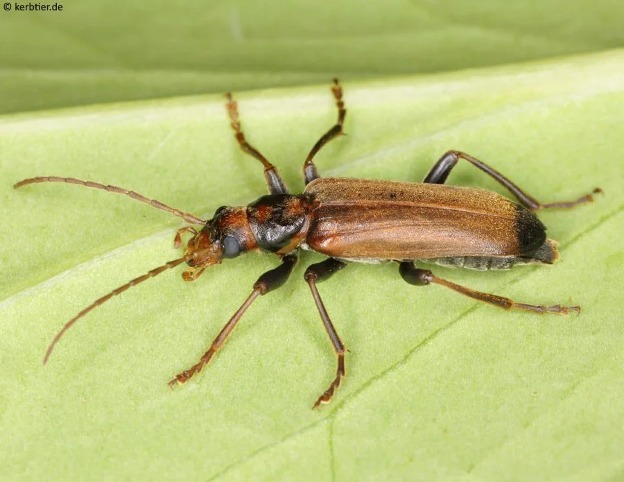 wharf borer